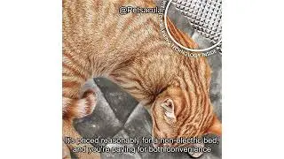 Furhaven ThermaNAP Self-Warming Cat Bed Review: Is It Worth the Hype for Your Pet?