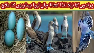 Most unusual eggs|Why do birds lay BLUE eggs|Roze reality
