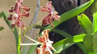 Vanda Bronze Butterfly (v. Lamellata x V. Denisoniana).  A fragrant orchid #nature #orchids #blooms