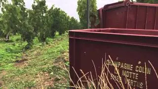 vendanges 2015