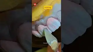 Cutback Anterior| ceramic porcelain video| anterior build up| dental technician| anatomy| laboratory