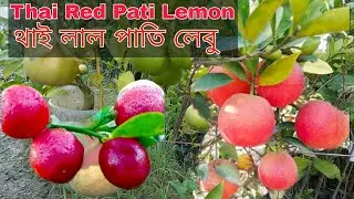 লাল পাতি লেবুর অবাক করা ফলন || Red Patti lemon , Best colorful lemon variety || Plant's available 