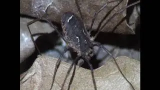 Odiellus granulatus ♀