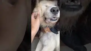REST IN LOVE, JARVIS, #samoyeddog