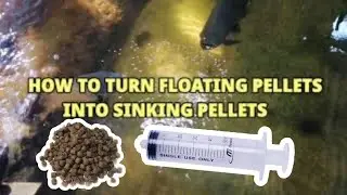 How To Make Floating Pellets Sink In a Simple Way