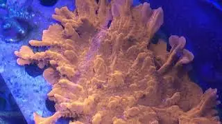 ORA orange setosa