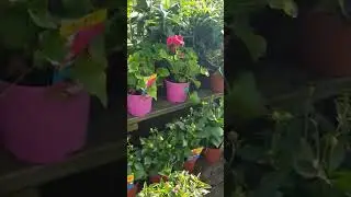 #shorts B&Q Outdoor Plants, Brighton