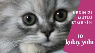 Kedinizi mutlu etmenin 10 kolay yolu