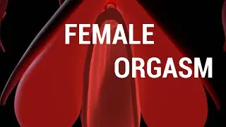 The Anatomy  of the Female Orgasm