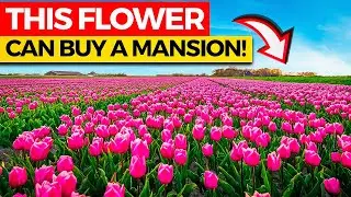 How THIS Flower Led to the First Ever Financial Crisis