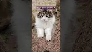 even more cats