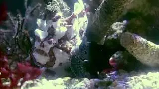 Anglerfish pair + egg raft