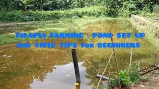 TILAPIA FARMING : POND SET UP And TIPID TIPS for BEGINNERS