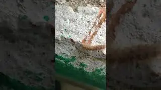 fall webworm
