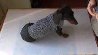 fai da te cappottino in 5 minuti in caso di emergenza: diy coat dog five minutes