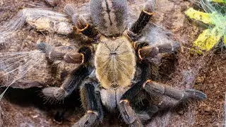 Haplopelma sp Bach Ma macro pics.