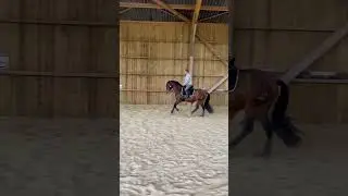 Cheval &agrave; vendre - Magnifique jument  pre PP - equirodi.com