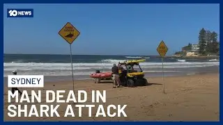 Sydney Surfer Killed In Northern Beaches Shark Attack | 10 News