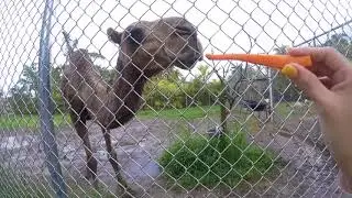 Zoological Wildlife Foundation Vlog