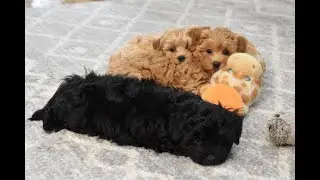Ashley's Morkie-Poo puppies