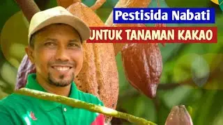 Tutorial Pestisida Nabati Daun Sirsak + Tembakau | Insektisida Organik Untuk Tanaman Kakao