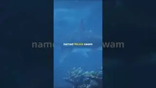 The Shark That Swam to Australia and Back! 🦈🌏