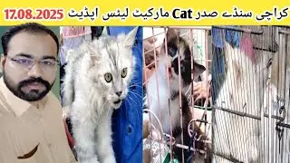 Cat Kittens Market Pakistan | Sunday Saddar Cat Market | Persian Cat | Cat For Sale | SA birds info 