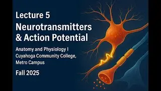 Lecture 5: Neurotransmitters & Action Potential | BIO 2331 Tri-C Anatomy & Physiology I