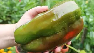 Pepper Harvest And Some Growing Tips For Clay Soil-When To Harvest Tomatillos