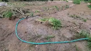 Drip lines on a remote field.