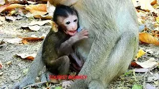 Pity baby Ada, Baby Adacry cos Mom Angel stop feed, Angel start weaning baby Ada,Tourist Monkey 3546