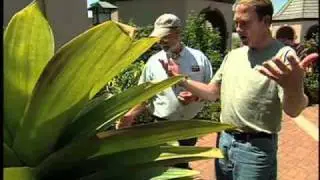 Southwest Parks and Gardens - Denver Botanic Gardens - Container Gardening