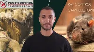 Борьба с крысами в Кэмпбеллтауне &mdash; экспертные решения для дома, свободного от грызунов!