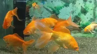 Patna zoo fish house💝🥰#trending #love #viral #patnazoo #patna #trevling #fishhouse 