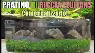 Come creare pratino acquario riccia fluitans muschio moss pellia how to setup lawn in the aquarium