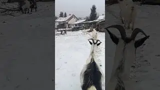 goats walking in snow 🐐#naturedaily #nature #naturelovers #animal #fluffyfriends #goat #cute
