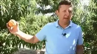 Reportaje sobre mejora genética de melocotón y nectarina en el programa 'Diario del Campo'