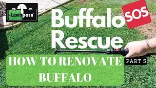 Реновация Buffalo / Спасение Buffalo. Часть 5 / КАК ВЕСЕННЕ ОБНОВИТЬ ВАШ ГАЗОН Buffalo