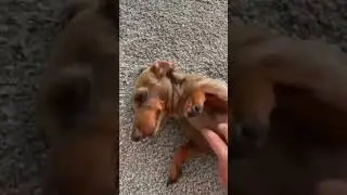 This dog does want belly rubs