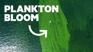 Giant Plankton Bloom Turns Sea Bright Green And Kills Fish Off Thailand | Insider News