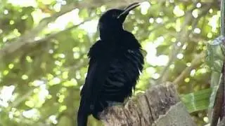 Victoria's Riflebird