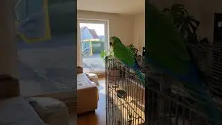 Papagei k&uuml;ndigt die Post an! 🦜📦😂  #lustig  #vogel #tiere
