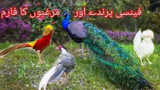 All Fancy Birds Farm  | | With Aseel Murgha 2024 /