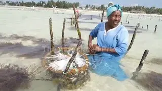 Zanzibar is seeing a seaweed boom. Will the women collecting it see the benefit?