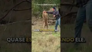 Homem d&aacute; SOCO em CANGURU para salvar seu cachorro
