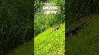 Erosion Slope Stabilization, Can You See the Difference?  #erosioncontrol