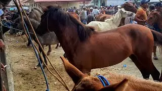 THE BUSIEST HORSE MARKET IN INDONESIA | HORSE SALES BUSINESS
