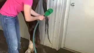 How to bathe a horse
