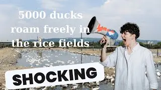 A Day in the Life of Vietnam&rsquo;s Free-Range Duck Farming