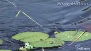 Free Bass Lures (LiveTarget Frog)